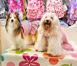 画像5: 楊柳ニットの赤チェックワンピ・９号