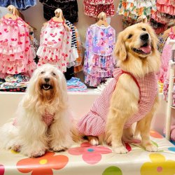 画像7: 楊柳ニットの赤チェックワンピ・９号