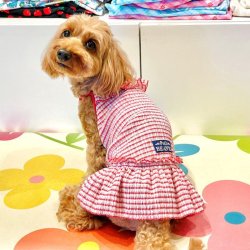 画像4: 楊柳ニットの赤チェックワンピ・９号