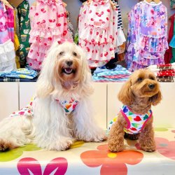 画像4: ツーウェイ☆カラフルハート柄フェミニンワンピ・９号