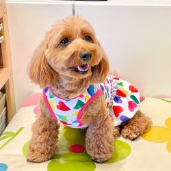 画像2: ツーウェイ☆カラフルハート柄フェミニンワンピ・９号