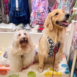 画像6: ツーウェイ☆スイーツ柄ガーリーワンピ・４号