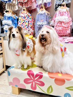 画像2: スイカ柄リップルビスチェ（ピンク）・１号