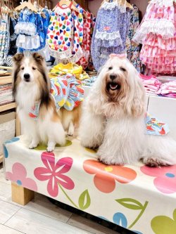 画像3: スイカ柄リップルワンピ（ブルー）・３号