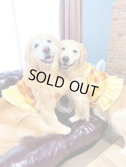 画像2: マーガレット柄ガーリービスチェ・１０号