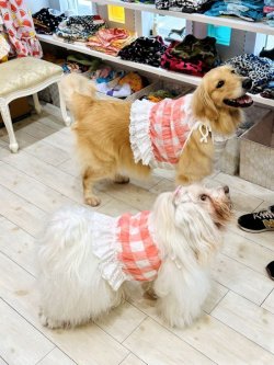 画像6: 綿混☆ピンクチェック柄ビスチェ・４号