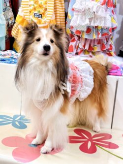 画像4: 綿混☆ピンクチェック柄ビスチェ・４号