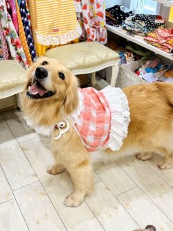 画像8: 綿混☆ピンクチェック柄ビスチェ・４号