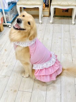 画像5: パステルピンクのギンガムチェック柄ワンピ・１号