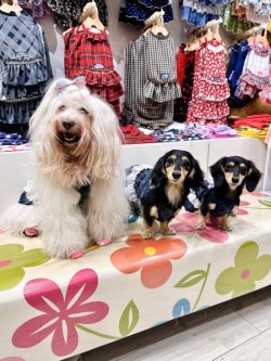 画像4: ハイテンション☆デニム風チェック柄ガーリーワンピ・１０号