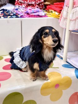 画像3: ハイテンション☆デニム風チェック柄ガーリーワンピ・１０号