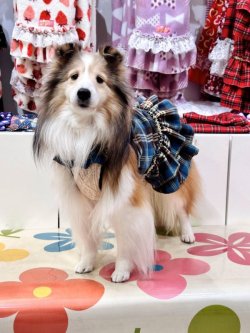 画像5: ブルータータン☆ガーリーワンピ・９号