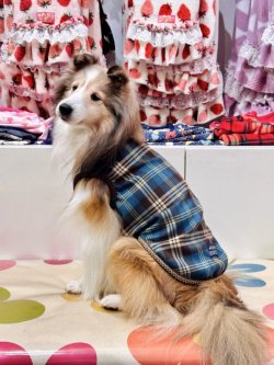 画像2: ブルータータン☆タンク・４号