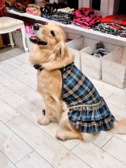 画像9: ブルータータン☆ガーリーワンピ・９号