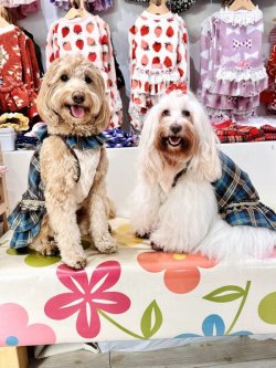 画像3: ブルータータン☆ガーリーワンピ・９号