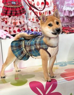 画像4: ブルータータン☆フェミニンワンピ・６号