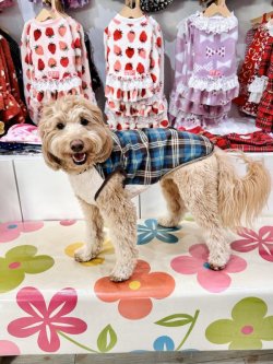 画像4: ブルータータン☆タンク・４号