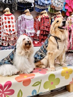 画像7: ブルータータン☆ガーリーワンピ・９号