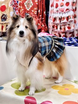 画像3: ブルータータン☆フェミニンワンピ・６号