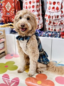 画像4: ブルータータン☆ガーリーワンピ・９号