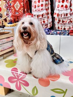 画像2: ブルータータン☆フェミニンワンピ・６号