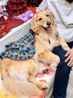 画像10: ブルータータン☆ガーリーワンピ・９号