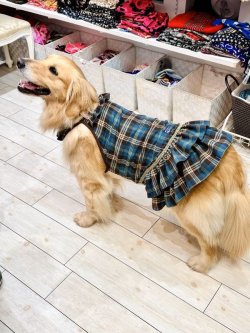 画像8: ブルータータン☆ガーリーワンピ・９号