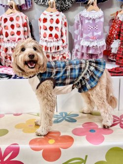 画像6: ブルータータン☆フェミニンワンピ・６号