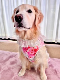 画像3: ツーウェイ☆桜柄ワンピ・５号