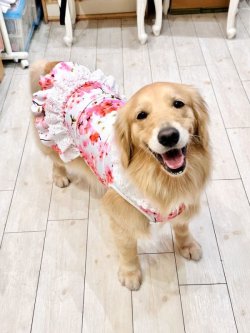 画像10: ツーウェイ☆桜柄ワンピ・５号