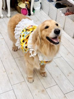 画像7: ツーウェイ☆ひまわり柄ビスチェ・７号