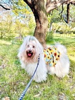 画像2: ツーウェイ☆ひまわり柄フェミニンワンピ・５号