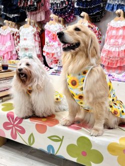 画像11: ツーウェイ☆ひまわり柄フェミニンワンピ・５号