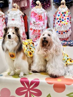 画像4: ツーウェイ☆ひまわり柄フェミニンワンピ・５号