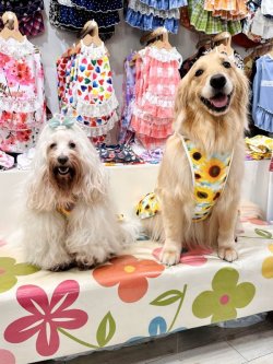 画像10: ツーウェイ☆ひまわり柄フェミニンワンピ・５号