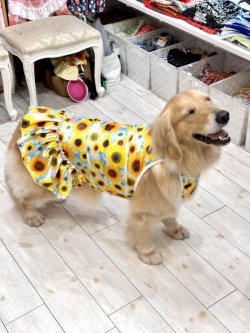 画像12: ツーウェイ☆ひまわり柄フェミニンワンピ・５号