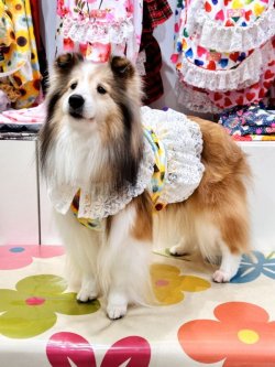 画像4: ツーウェイ☆ひまわり柄ビスチェ・７号