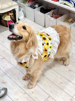 画像8: ツーウェイ☆ひまわり柄ビスチェ・７号