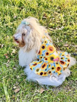 画像3: ツーウェイ☆ひまわり柄フェミニンワンピ・５号