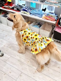 画像13: ツーウェイ☆ひまわり柄フェミニンワンピ・５号