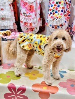 画像8: ツーウェイ☆ひまわり柄フェミニンワンピ・５号