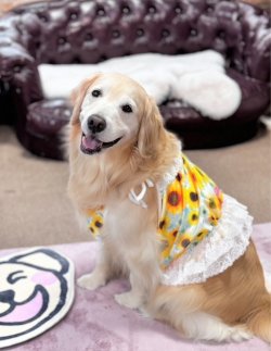 画像2: ツーウェイ☆ひまわり柄ビスチェ・７号