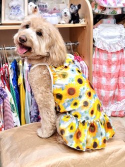 画像9: ツーウェイ☆ひまわり柄フェミニンワンピ・５号