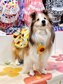 画像5: ツーウェイ☆ひまわり柄フェミニンワンピ・５号