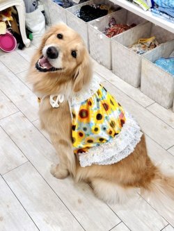 画像9: ツーウェイ☆ひまわり柄ビスチェ・７号