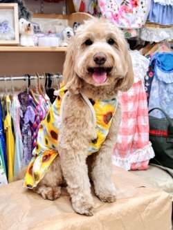 画像7: ツーウェイ☆ひまわり柄フェミニンワンピ・５号