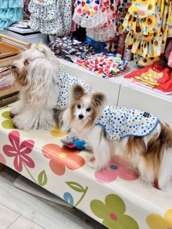 画像3: ツーウェイ☆キャンディドット柄タンク（ブルー）・６号