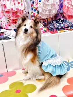 画像3: ミントグリーンチェック柄ガーリーワンピ・１０号