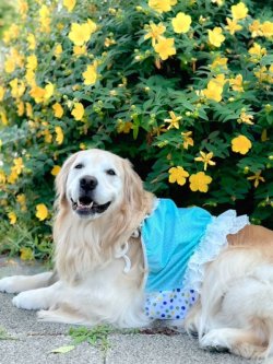 画像3: ミントグリーンチェック柄ガーリービスチェ・５号