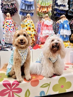 画像4: ミントグリーンチェック柄ガーリーワンピ・１０号